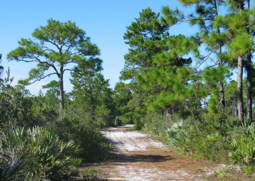 Seabranch Preserve State Park, Florida, USA